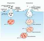 用于检测吞噬作用的 pHrodo&trade; BioParticles&trade; 偶联物和用于流式细胞分析的吞噬作用检测试剂盒