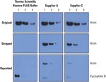Restore&trade; PLUS Western Blot Stripping Buffer