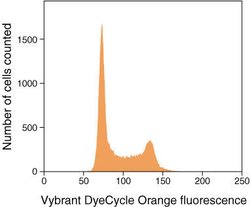 Vybrant&reg; DyeCycle&trade; Orange Stain.