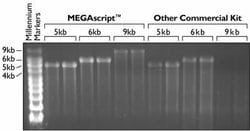 Transcription of long templates with the MEGAscript™ Kit and a competitor's kit.