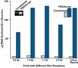 Effect of template size on yield of MEGAscript™ reactions.