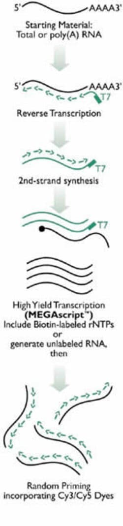 Schematic of aRNA synthesis.