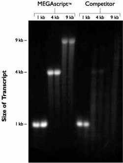 RNA products from two transcription systems: