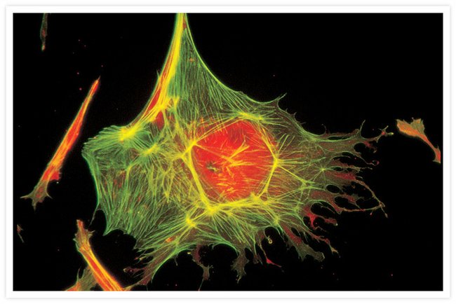 oregon green64 488 鬼笔环肽