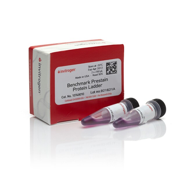BenchMark&trade; Pre-stained Protein Ladder