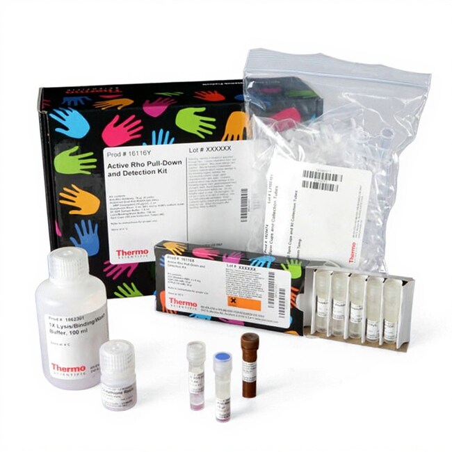 活化 Rho Pull-Down 和检测试剂盒