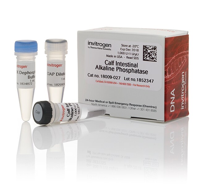 CIAP（小牛肠碱性磷酸酶），1 U/&mu;L