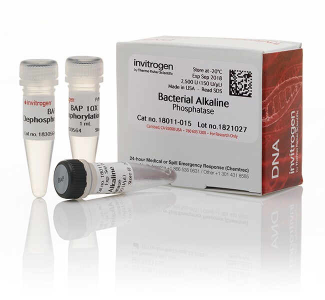 Bacterial Alkaline Phosphatase