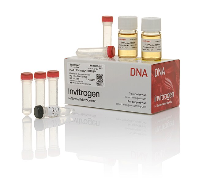MAX Efficiency&trade; DH10B 感受态细胞