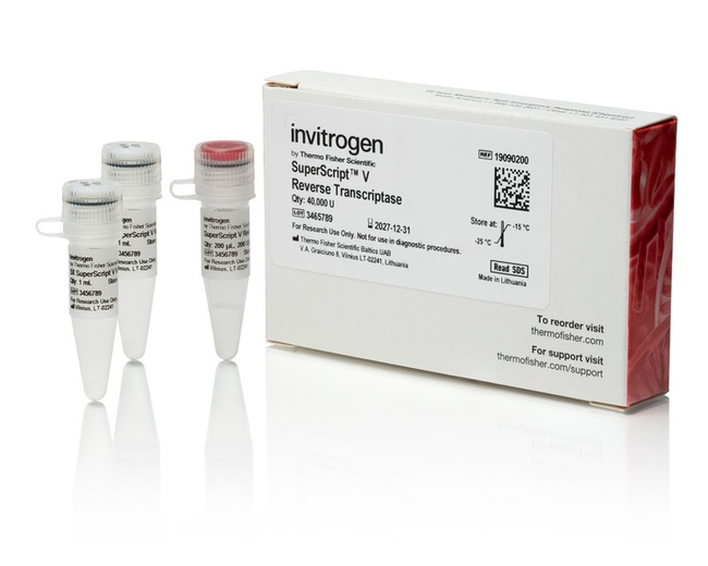 SuperScript V Reverse Transcriptase, 10,000 units