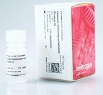 外泌体免疫沉淀试剂（蛋白 G）