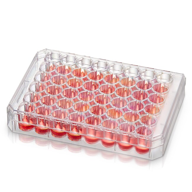 Nunc&trade; 未经表面处理的多孔培养皿