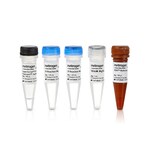 SuperScript&trade; III Platinum&trade; One-Step qRT-PCR Kit