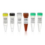 SuperScript&trade; III Platinum&trade; SYBR&trade; Green One-Step qRT-PCR Kit