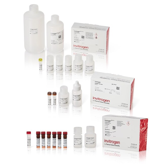 ViewRNA™ Colorimetric Tissue 2-Plex Kits