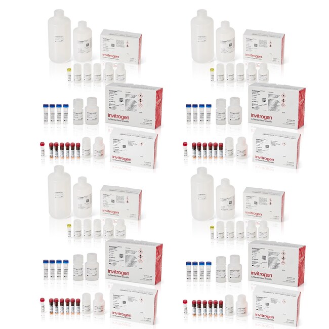 ViewRNA™ Colorimetric Tissue 2-Plex Kits