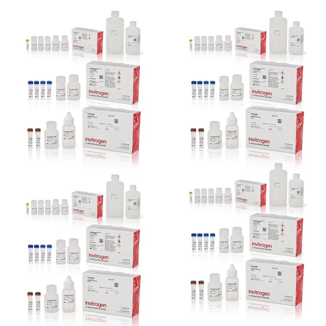 ViewRNA™ Colorimetric Tissue 2-Plex Kits