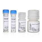 Click-iT&trade; 蛋白质反应缓冲液试剂盒