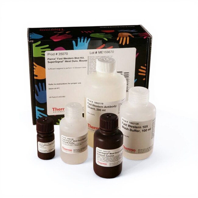 Pierce&trade; Fast Western Blot 蛋白免疫印迹试剂盒、SuperSignal&trade; West Dura（小鼠）