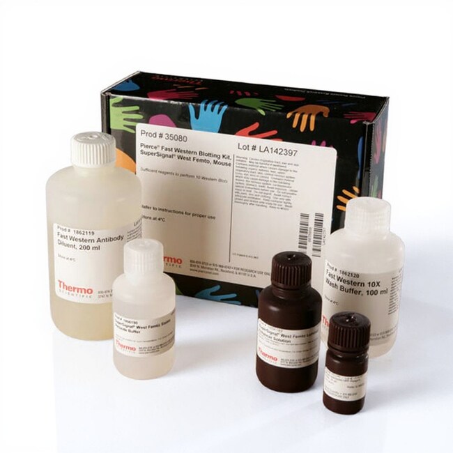 Pierce&trade; Fast Western Blot 蛋白免疫印迹试剂盒、SuperSignal&trade; West Femto（小鼠）