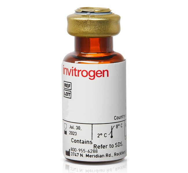 亲和素，HRP 偶联物