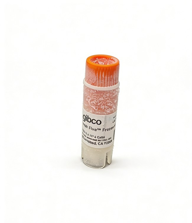 High Five™ Cells in Express Five™ Medium