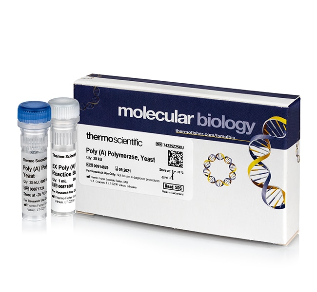 Poly(A) Polymerase, Yeast