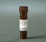 Halt&trade; 蛋白酶和磷酸酶抑制剂混合物无 EDTA (100X)