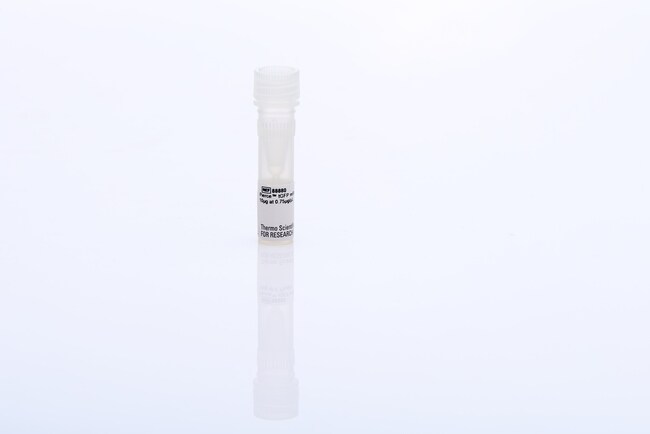 用于一步法人 IVT 试剂盒的 tGFP mRNA