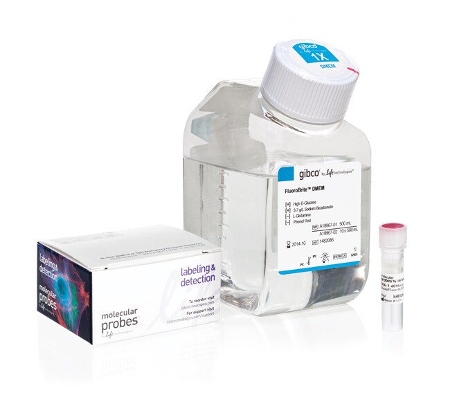 用于活细胞成像的 TRA-1-60 Alexa Fluor&trade; 594 偶联试剂盒