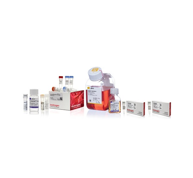 Pluripotent Stem Cell (PSC) Gene Editing Demo Kit