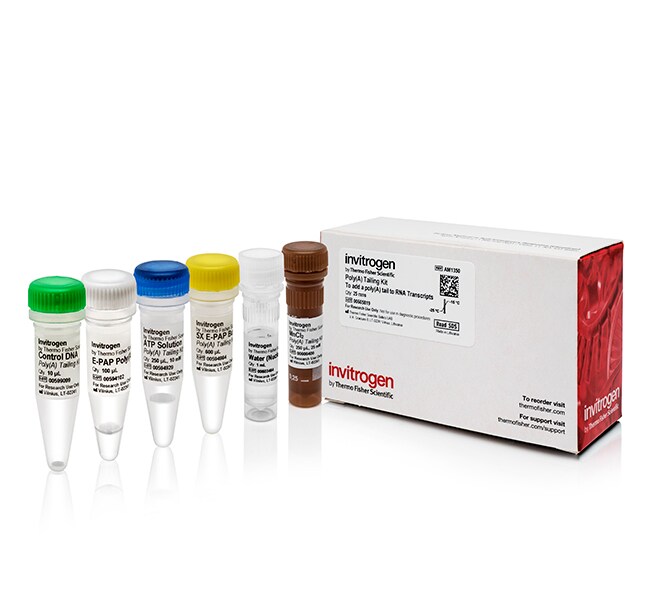 多聚腺苷酸加尾试剂盒