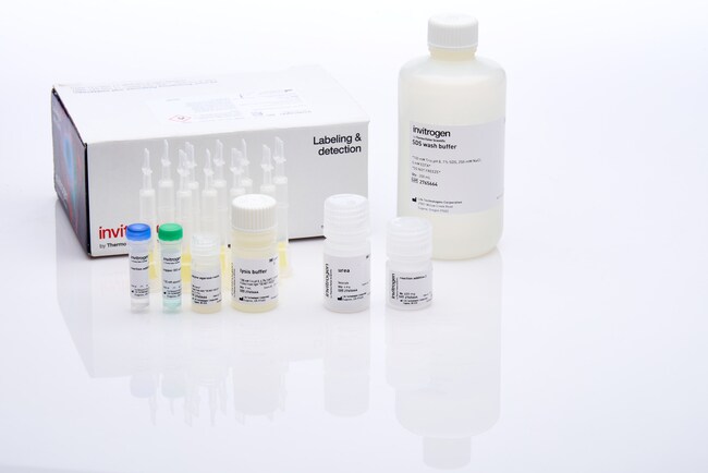 Click-iT&trade; Protein Enrichment Kit, for click chemistry capture of azide-modified proteins