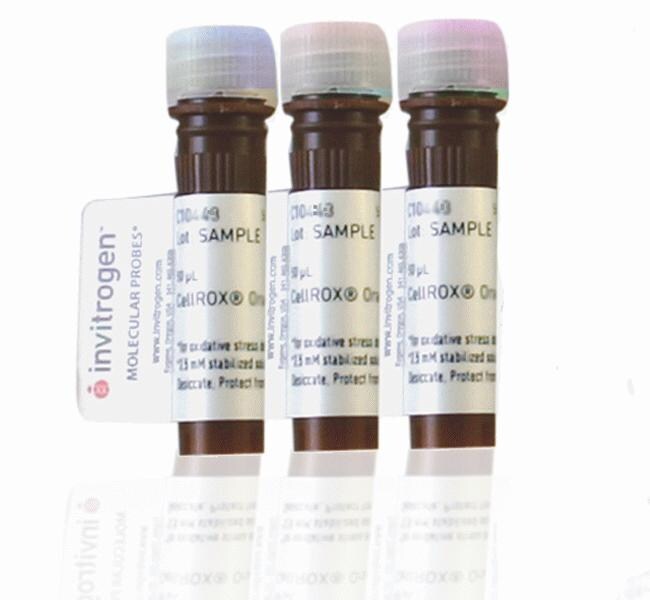 CellROX&trade; 染料试剂包（适用于氧化应激检测）