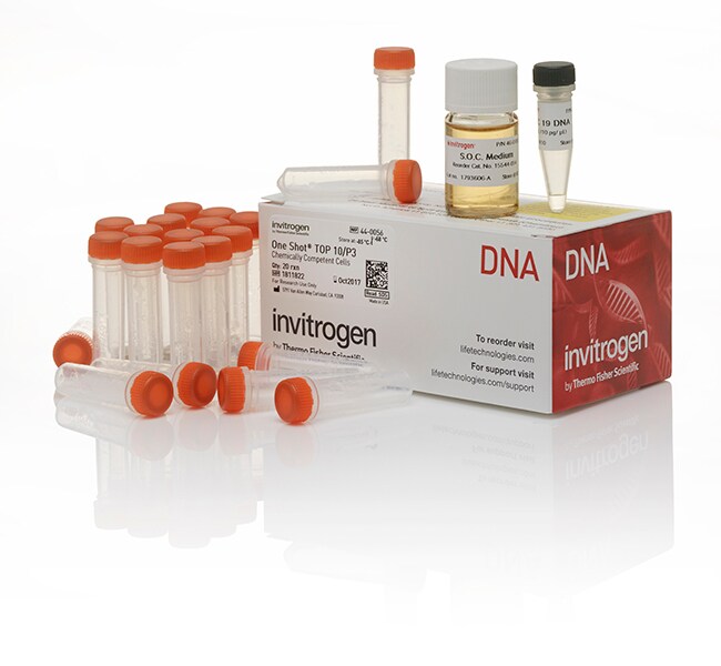 One Shot&trade; TOP10/P3 Chemically Competent <i>E. coli</i>