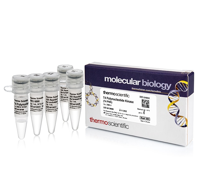 T4 多聚核苷酸激酶 (10 U/&mu;L)