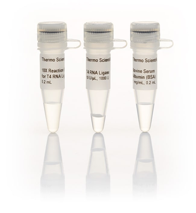T4 RNA 连接酶 (10 U/&mu;L)