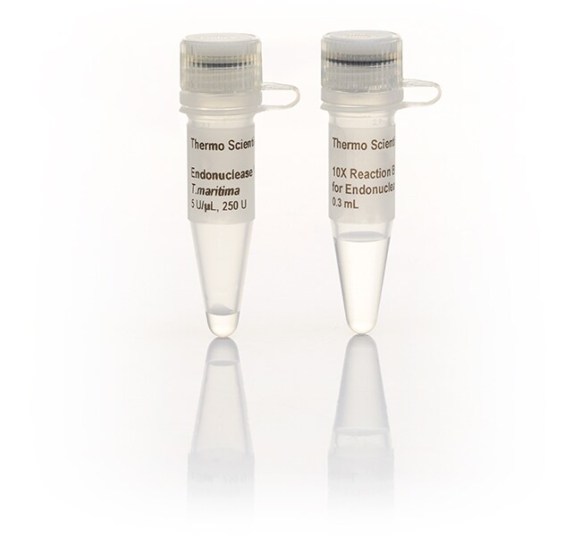Endonuclease V, T.maritima (5 U/&mu;L)