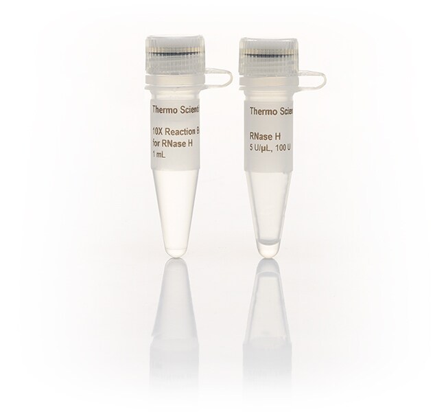 RNase H (5 U/&mu;L)