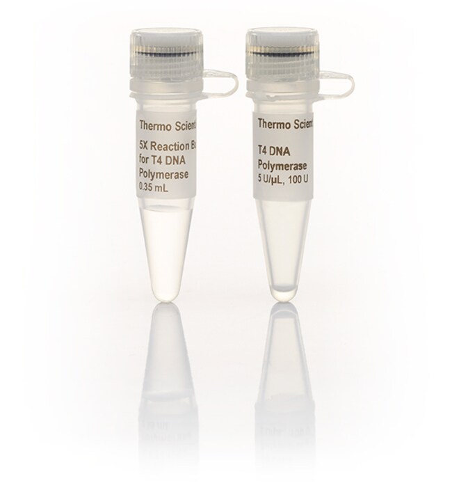 T4 DNA Polymerase (5 U/&mu;L)