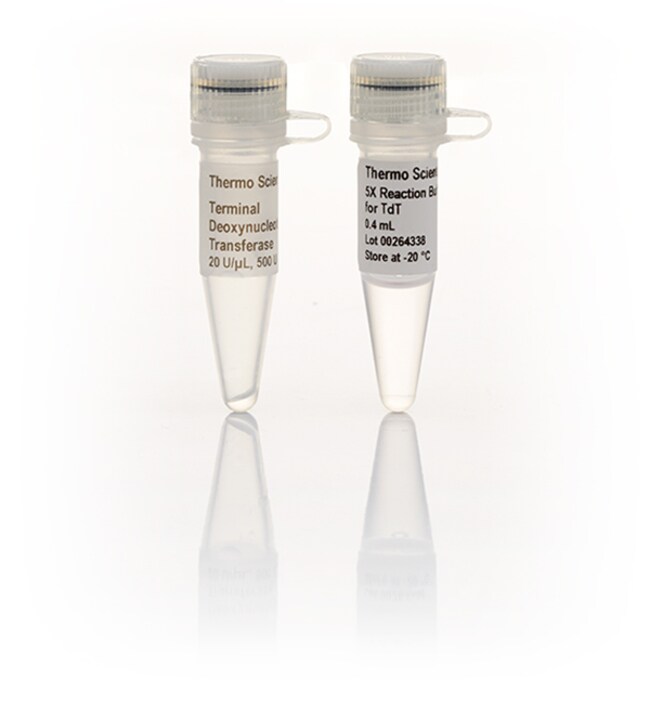 末端脱氧核苷转移酶 (20 U/&mu;L)
