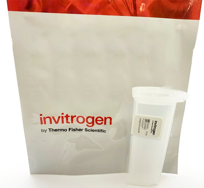 FluoCells&trade; Prepared Slide #2 (BPAE cells with Mouse Anti-&alpha;-tubulin, AlexaFluor&trade; 488, FL Goat Anti-Mouse IgG, Texas Red&trade;-X Phalloidin, and DAPI)