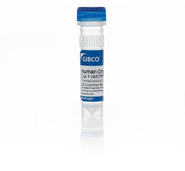 人可铺板肝细胞，5-供体