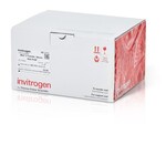 iBlot&trade; 3 中型 PVDF 转印膜组