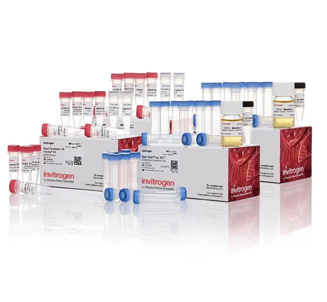 TA Cloning&trade; 试剂盒，双启动子，含 pCR&trade;II 载体和 One Shot&trade; TOP10F' 化学感受态<i>大肠杆菌</i>