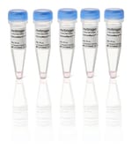 NativeMark&trade; 未染色蛋白标准品