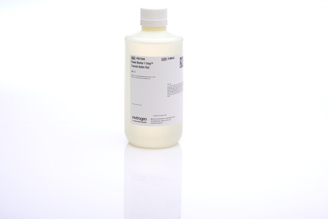 Power Blotter 1-Step&trade; 转膜缓冲液 (5X)