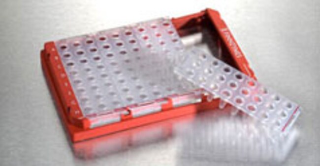 Piko PCR 板（24 孔，透明）