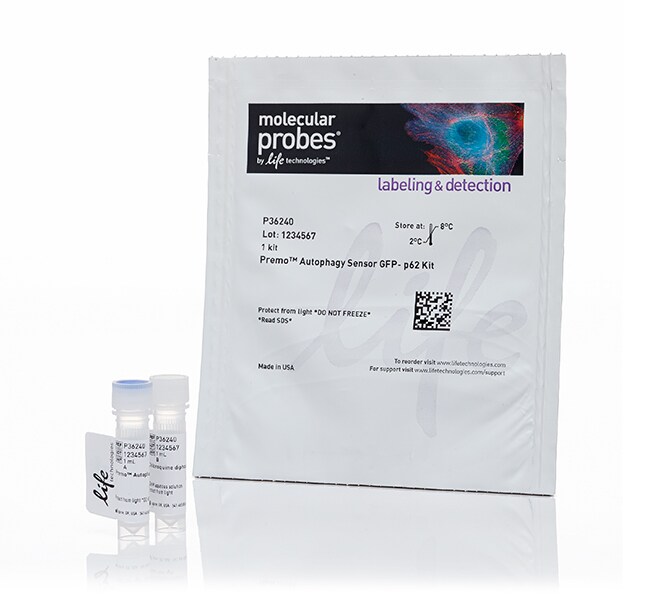 Premo Autophagy Assays with Sensor LC3B, p62, or Tandem Sensor RFP-GFP-LC3B