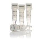 dNTP Set, 100 mM Solutions